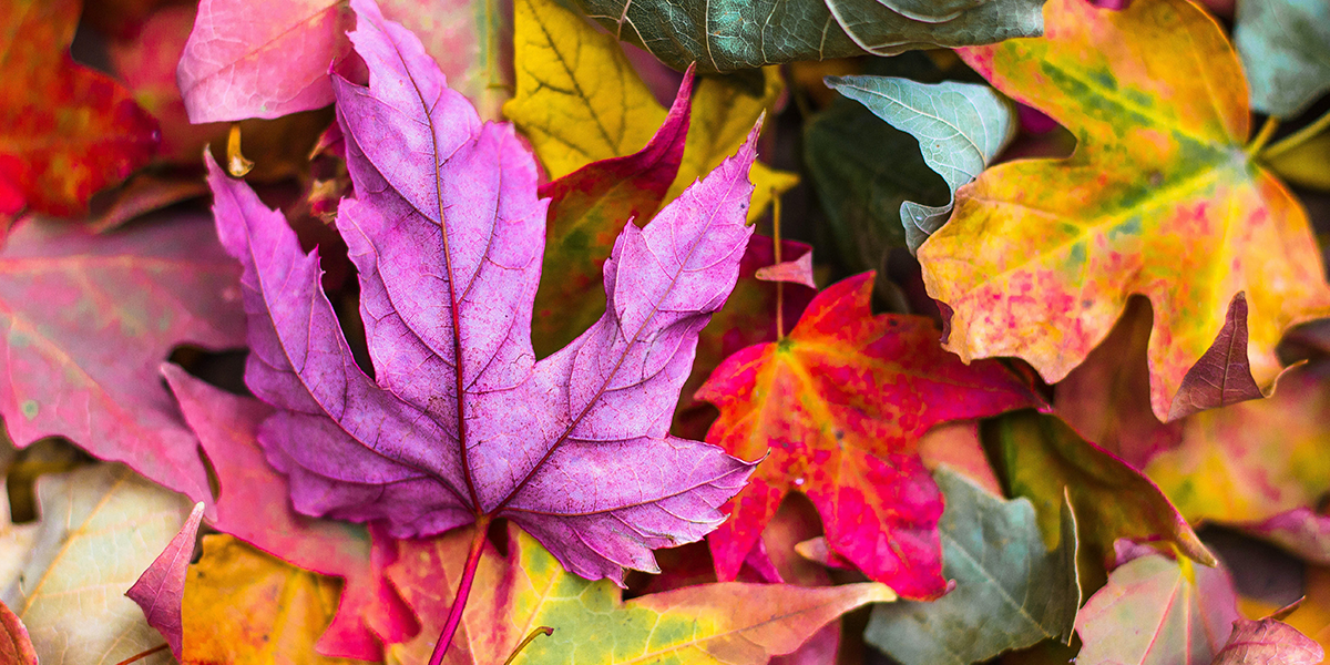 colorful fall leaves